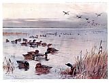 Archibald Thorburn Canvas Paintings - Mallard on the Lake at Sandringham